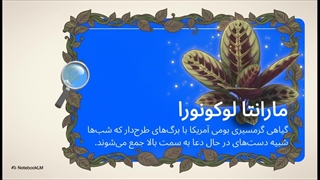 گیاه_دعاخوان__راهنمای_مارانتا