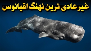 رازهایی از نهنگ عنبر که هیچ_کس بهتون نگفته