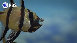 یک ماهی پدر برای محافظت از بچه‌هایش گرسنگی می‌کشد