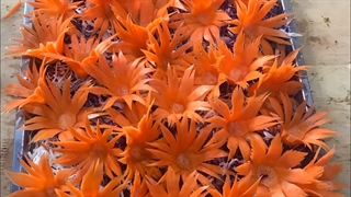 دستورالعمل ساخت گوشواره‌های بال زیبا