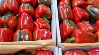 سورتینگ و بسته بندی محصولات گلخانه ای آریکا در شهرک صنعتی دهاقان