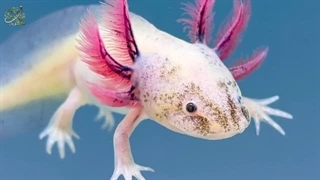 اکسولوتل، حیوانی که مرزهای علم را به چالش میکشد