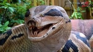 تشخیص مار زهری از غیر زهری