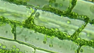 حلزونی که قوانین زیست‌شناسی رو شکسته