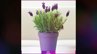 سفارش گیاه لاواندولا تازه و معطر