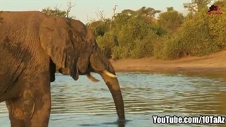 درباره فیل ها