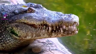 حیات وحش|دانستنی های حیوانات جهان|حیوانات