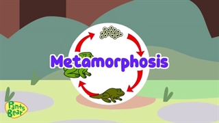 Life cycle of frog