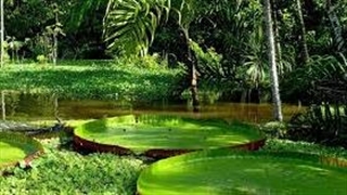 آمازون، سیاره ای روی زمین و چیزی که درون خودش پنهان کرده