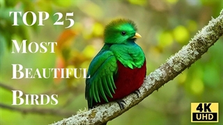 ۲۵ پرنده زیبای جهان