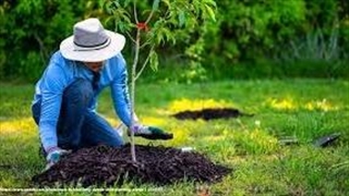 آموزش کاشت درخت در خانه ها صفر تا صد (1)