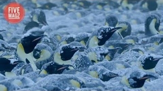 پنگوئن های امپراتور