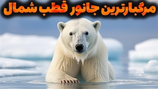 مرگبارترین جانور قطب شمال - دنیای شگفت انگیز خرس قطبی