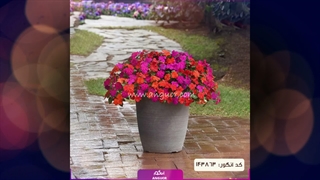 سفارش گل برای بهار