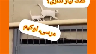خنده (۲۸) گربه مادر و پچه اش