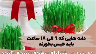 نحوه روش دستور آموزش کامل فیلم قدم به قدم زمان کاشت دانه هسته مرکبات سبزه نارنج پرتقال نگهداری برای عید نوروز هفت در آب گلدان