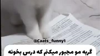 این شامل دخترها هم میشه