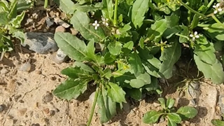 گیاه تروبه