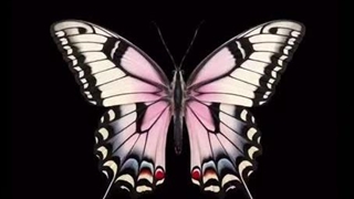 Happiness is a butterfly