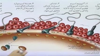 زیست یازدهم فصل 7 گفتار 3