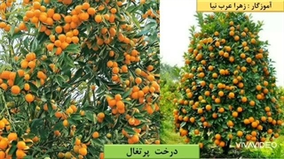 علوم تجربی چهارم ابتدایی