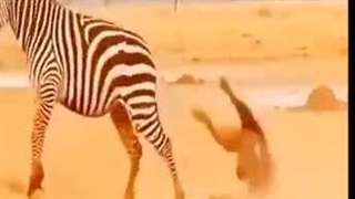 اسقاطیل الآن در این مرحله است