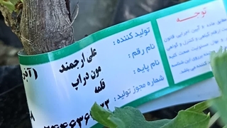 خرید نهال انگور موندراپ،نهالستان تک فیدان