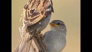 اهنگ بوجیک سی سوزلشک هی فال میزت