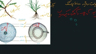 ساختار گیاهان - قسمت دوم