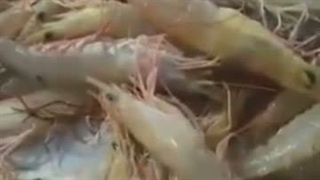 تدریس بی مهره ها قسمت سوم
