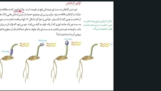 تنظیم کننده های رشد در گیاهان