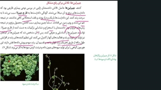 تنظیم کننده های رشد در گیاهان