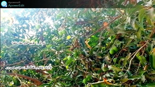 تکنوازی پیانوی سعید رحیمی ور_کوچه های نخل ناخدا