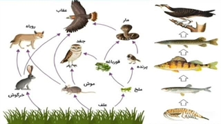 علوم تجربی چهارم ابتدایی