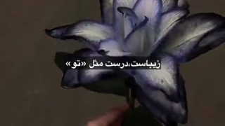 تقدیم به دیانا