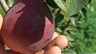 قیمت نهال گلابی ردآنجو در نهالستان مهندس علی ارجمند