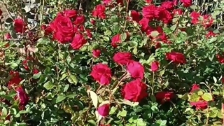 آتاش نهال در بهار ۱۴۰۵