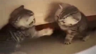 وقتی رفاقت گربه ها گل میکنه
