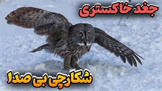 جغد خاکستری بزرگ چگونه طعمه مخفی شده در عمق برف را شکار می کند؟؟؟