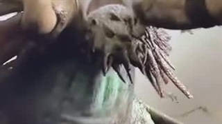 تئوری دیزنی