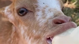 کیوت