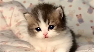 سکسکه گورباه ฅ^•ﻌ•^ฅ (◍•ᴗ•◍)✧*