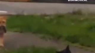 شکست عشقی گوربایی o(╥﹏╥)
