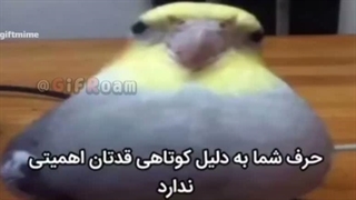 حرف شما به علت کوتاهی قدتان اهمیتی ندارد