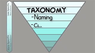 domains and kingdoms