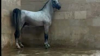 بهترین پرورش اسب اصفهان
