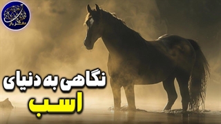 نگاهی به دنیای اسب ها و رابطه بین اسب و انسان
