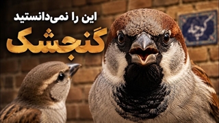 گنجشک / معمولی ترین پرنده ایران که هرگز واقعاً ندیده_اید