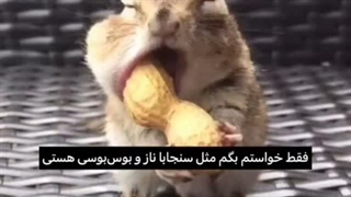 تولد کتی مبارک