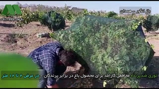 محافظت از انگور و محصولات باغ با توری ضدپرنده تورینه‌بافت 09111119290